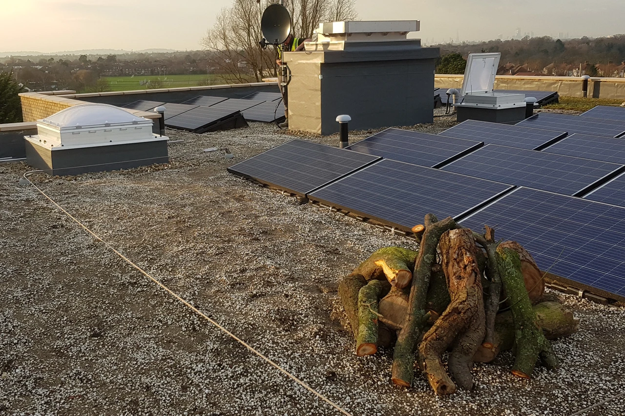 bio-diversity on building roof